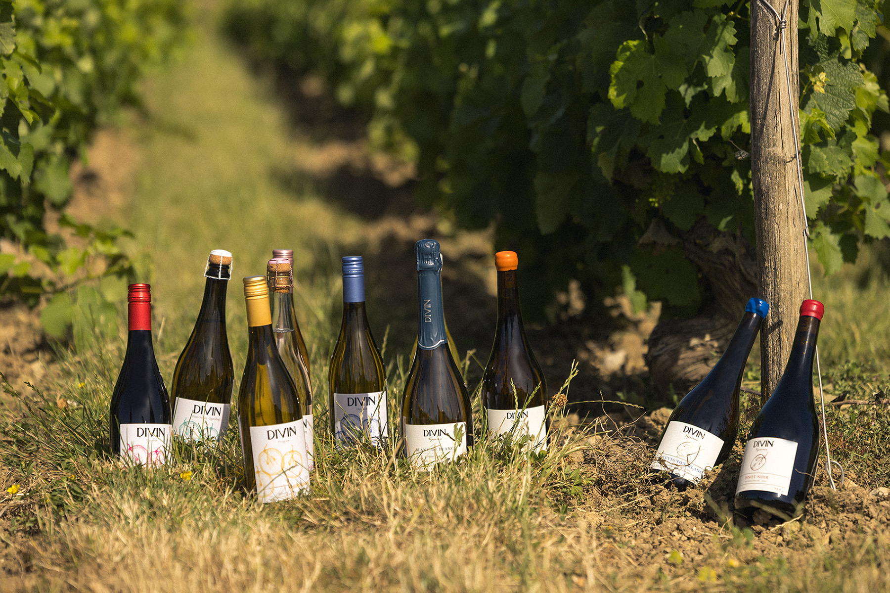 Divin Full Range Products Vineyard